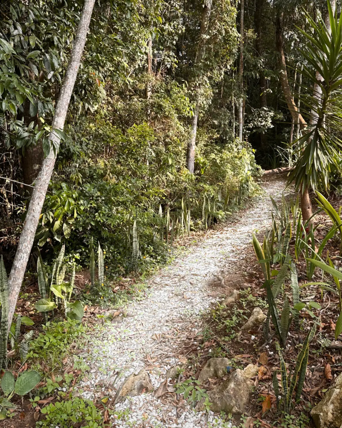 Trilha de pedrisco sinalizada entrando na mata do sítio